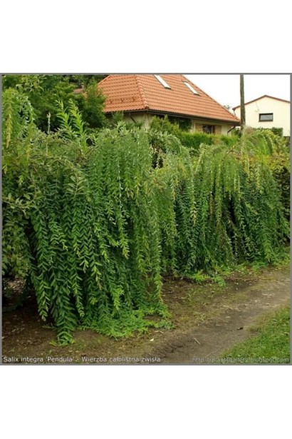 Верба цільнолиста Пендула на штамбі в ландшафті 